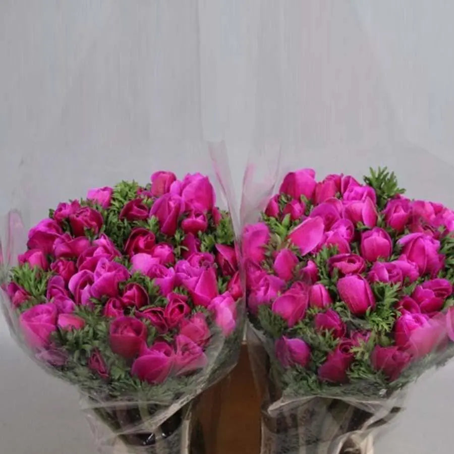 Anemone Mistral Plus Cerise Ex - 50 Stem Bunch