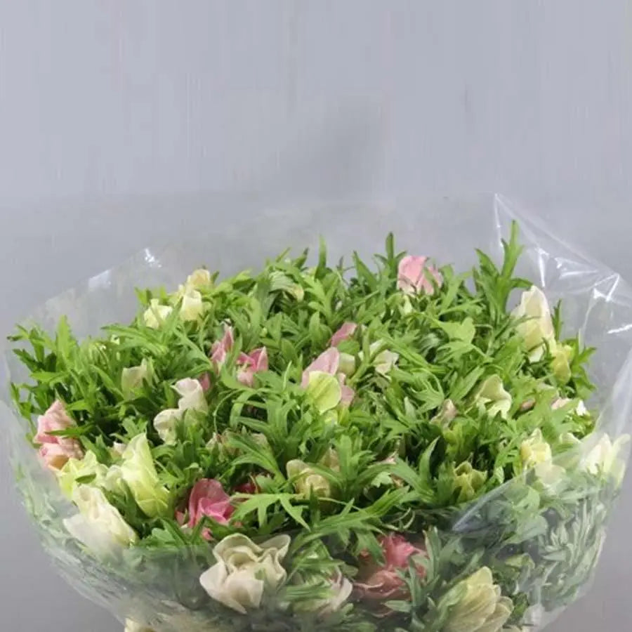 Anemone Mistral Plus Light Pink Super - 50 Stem Bunch
