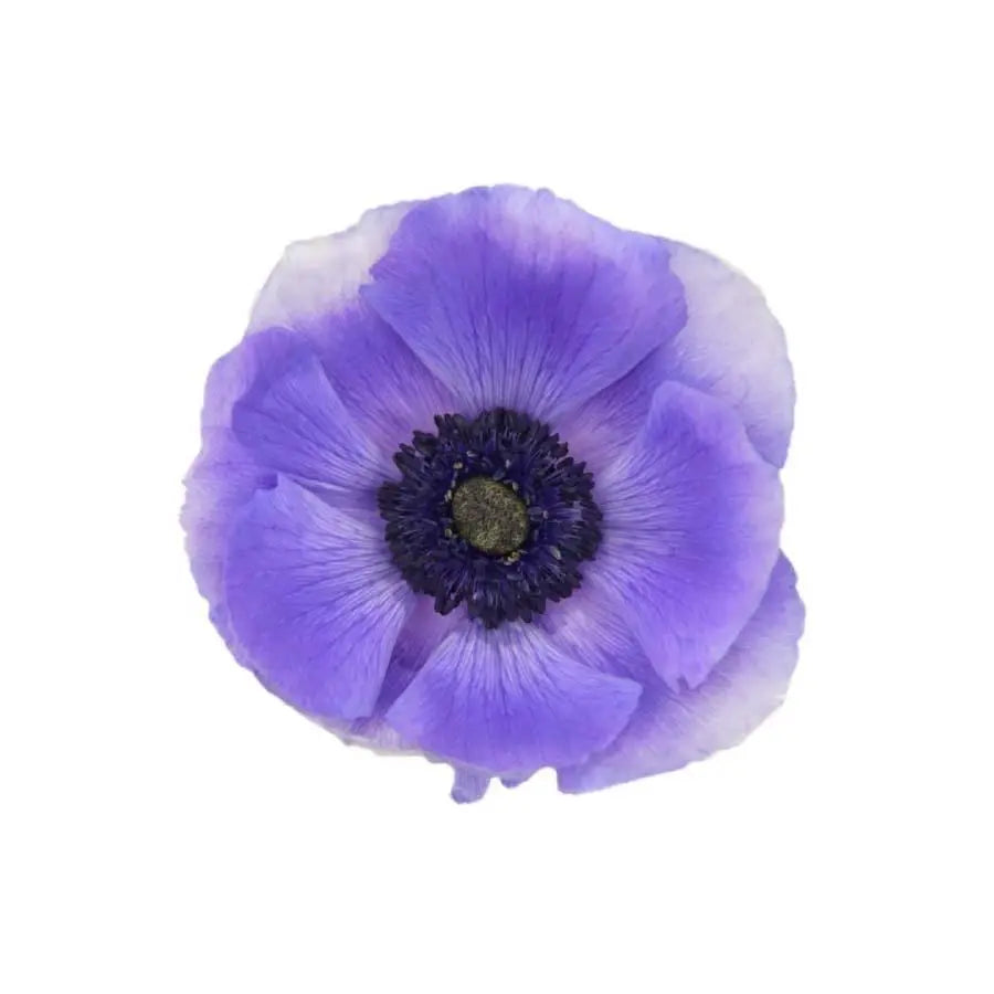Anemone Purple - 120 Stem Box