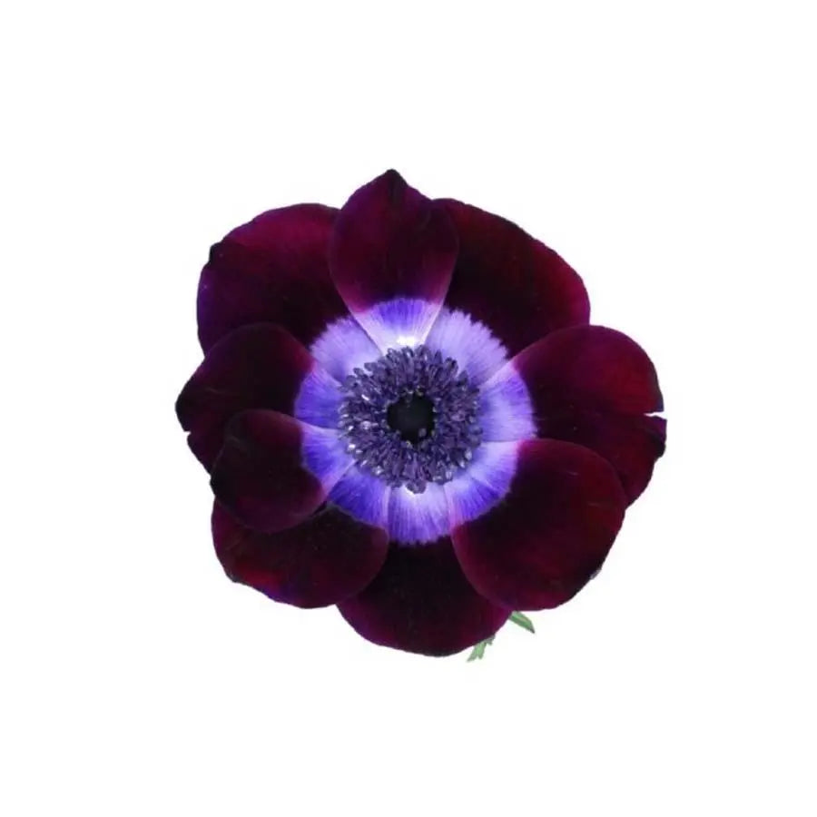 Anemone Wine Red - 120 Stem Box