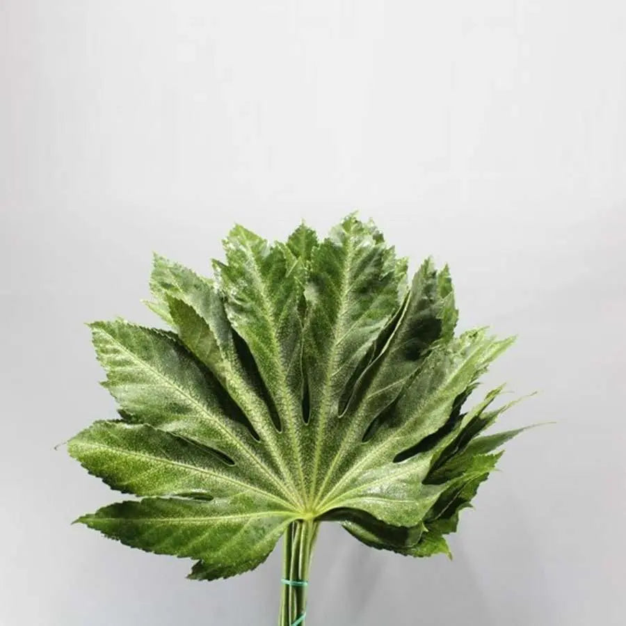 Aralia Spider Leaves - 5 Bunches