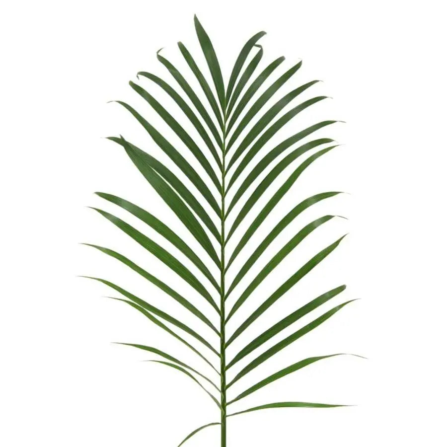 Areca Cane Leaves - 20 Stem Bunch