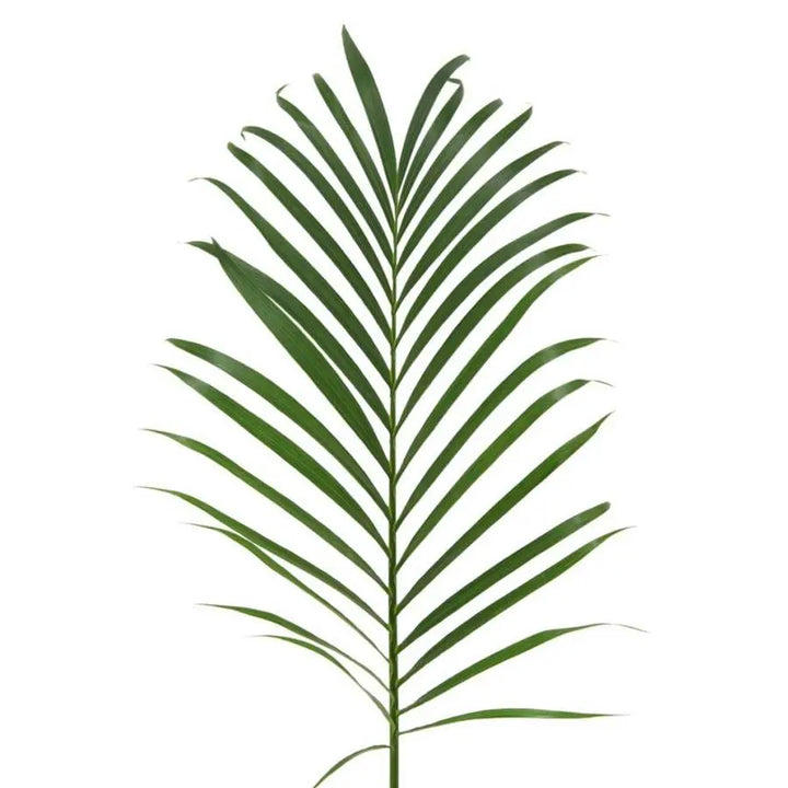 Areca Cane Leaves - 20 Stem Bunch