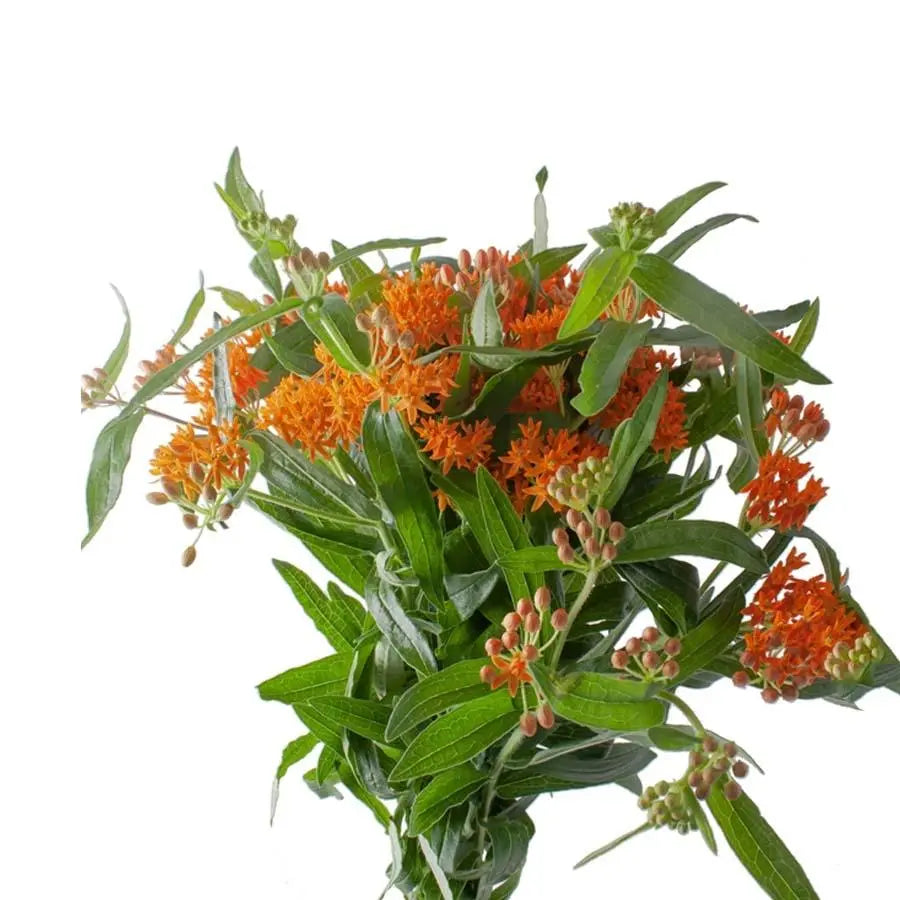 Asclepias Tuberosa - 50 Stem Bunch