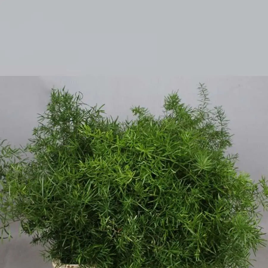 Asparagus Densiflorus Sprengeri - 50 Stem Bunch