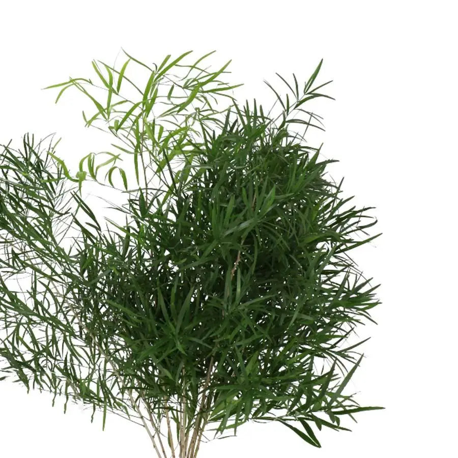 Asparagus Falcatus - 50 Stem Bunch Holex Dutch