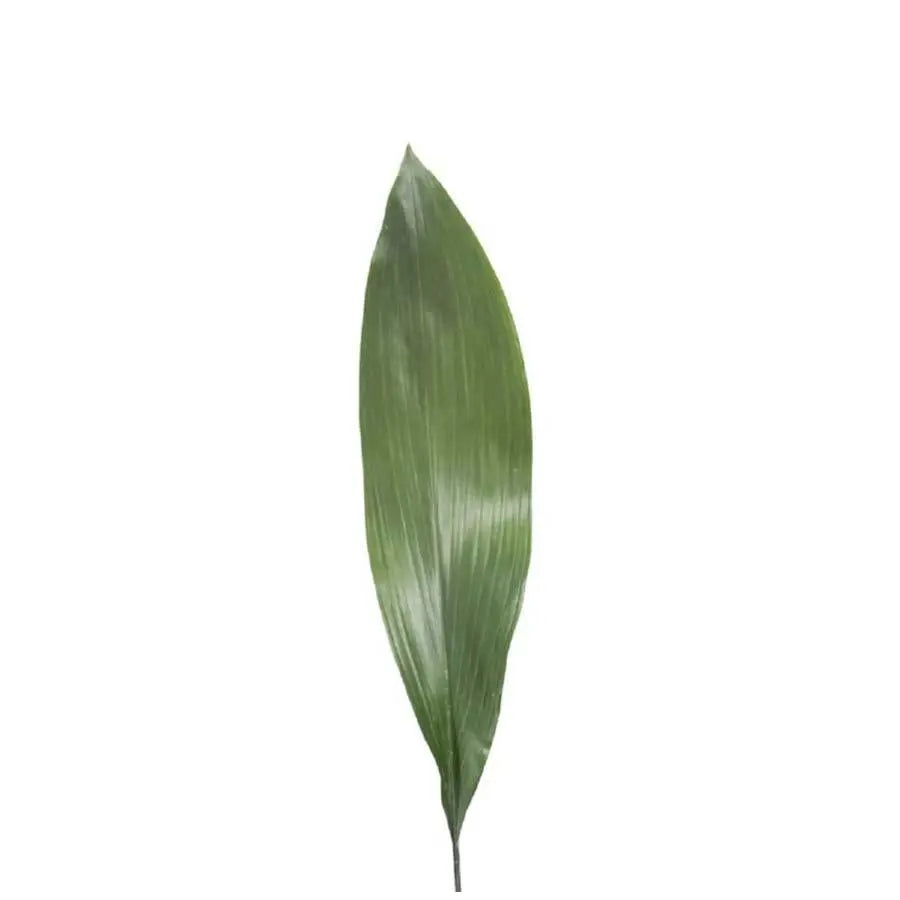Aspidistra Elatior - 5 Bunches