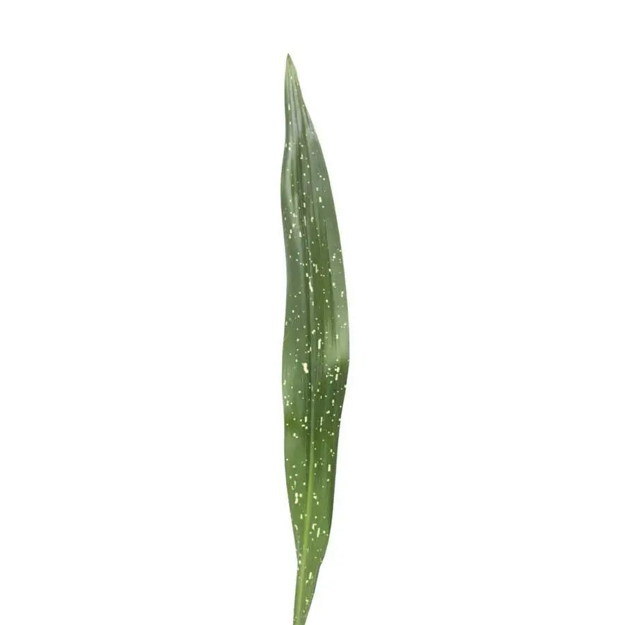 Aspidistra Elatior Milky Way - 50 Stem Bunch