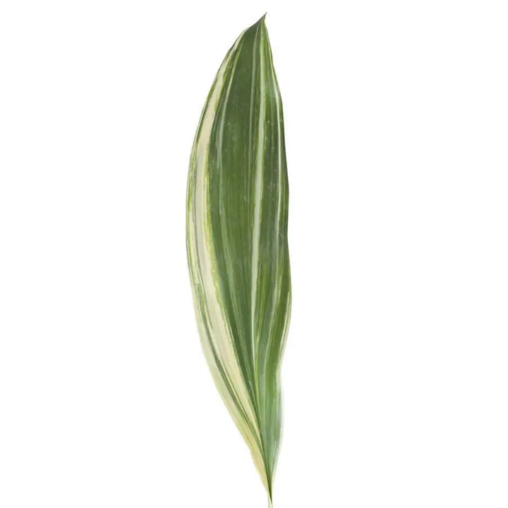 Aspidistra Varigated - 50 Stem Bunch