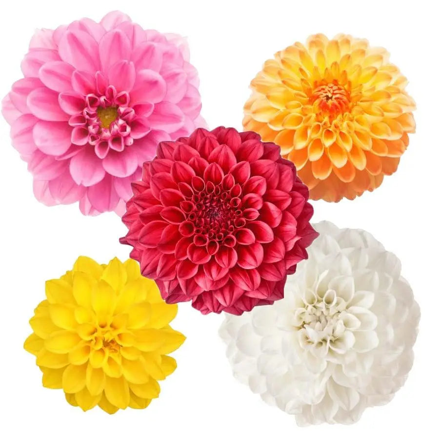 Dahlia Assorted