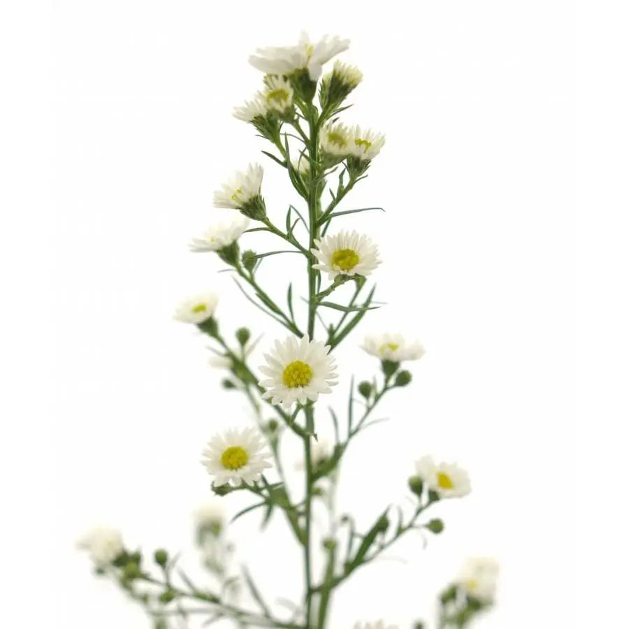 Aster U Paquita - 25 Stem Bunch