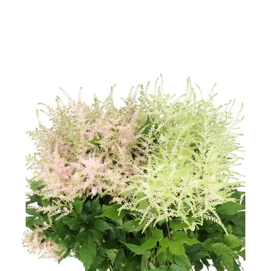 Astilbe Assorted - 100 Stems Holex Dutch