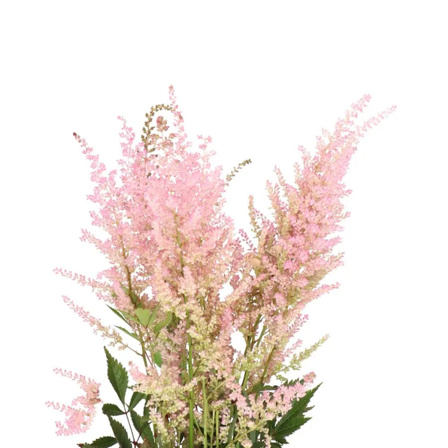 Astilbe Erika - 50 Stem Bunch Holex Dutch