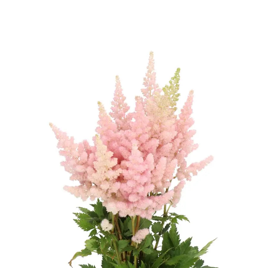 Astilbe Vision Inferno - 50 Stem Bunch Holex Dutch