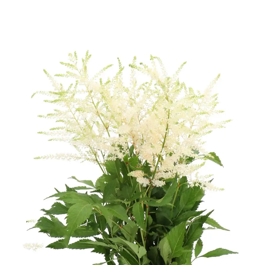Astilbe Washington - 50 Stem Bunch Holex Dutch