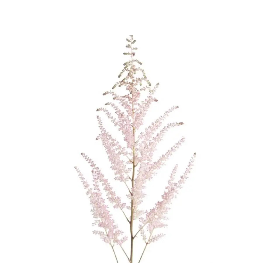 Astilbe Erika - 50 Stem Bunch