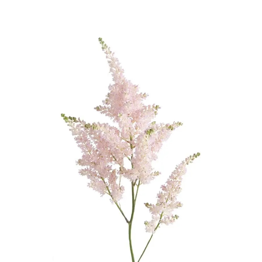 Astilbe Europa - 50 Stem Bunch