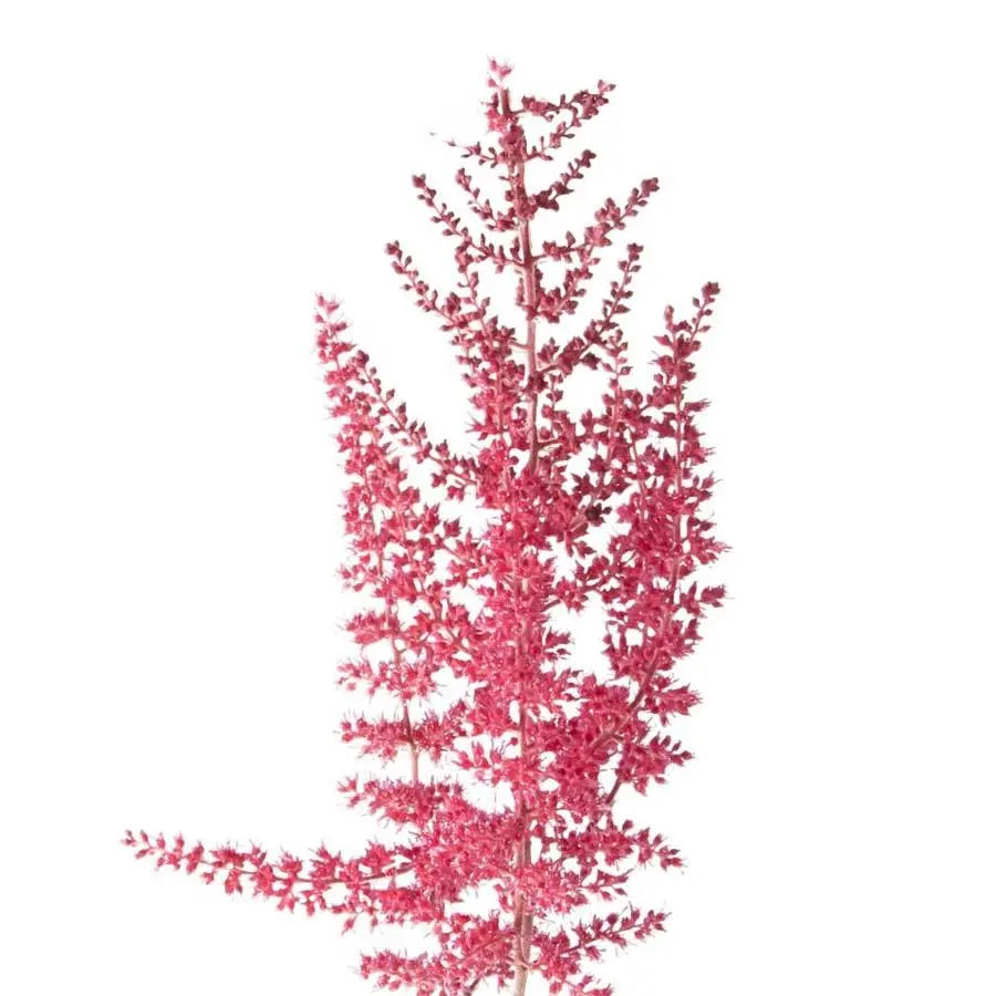 Astilbe Paul Gaarder - 50 Stem Bunch