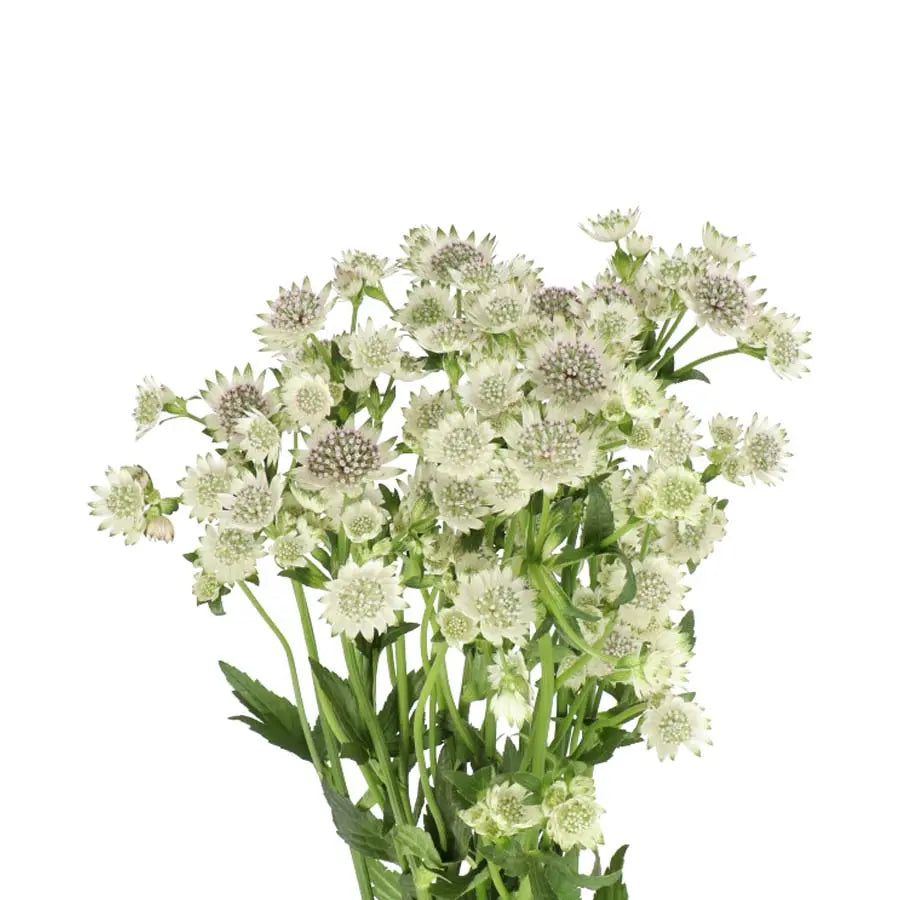 Astrantia Million Stars Holex Dutch