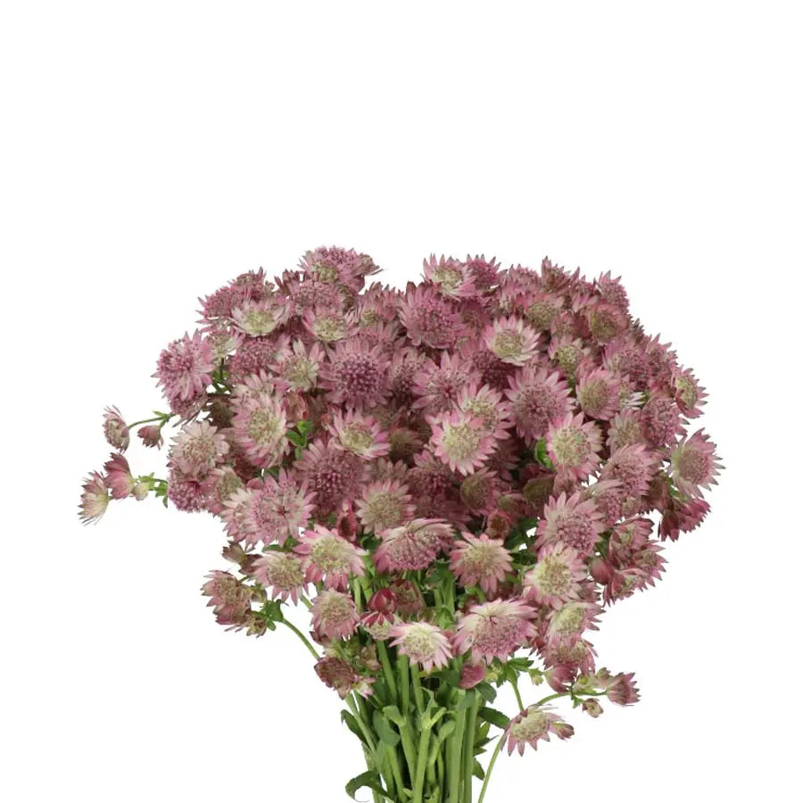 Astrantia Pink Roma Holex Dutch