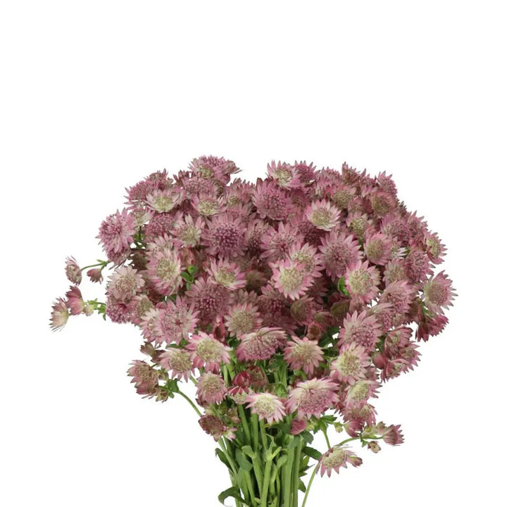Astrantia Pink Roma Holex Dutch