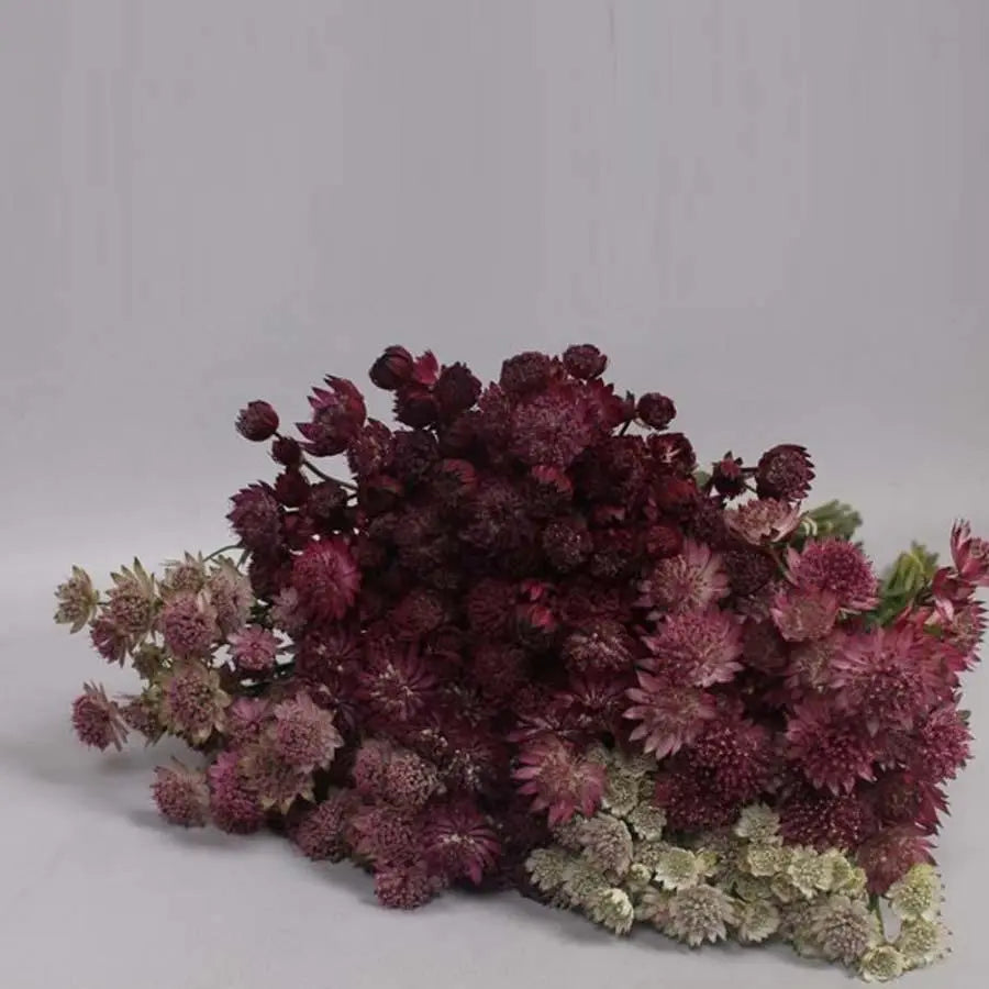 Astrantia Assorted Colors - 150 Stems Holex Dutch