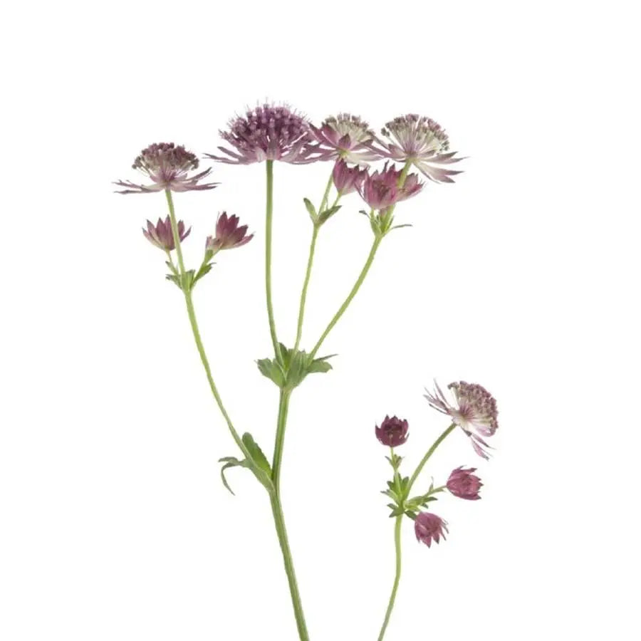 Astrantia  Roma - 50 Stem Bunch