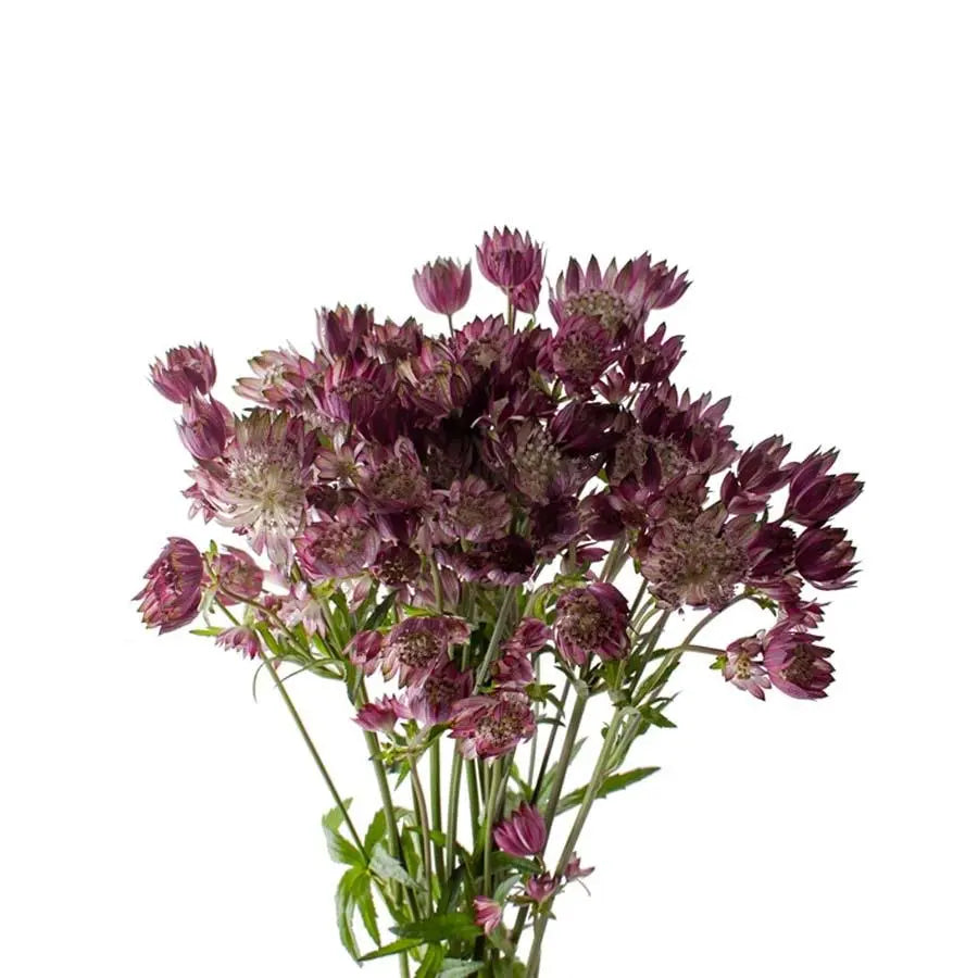 Astrantia Star Of Flame Holex Dutch