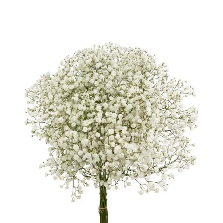 Traditional White Rose PetalKit PetalDrivenCom