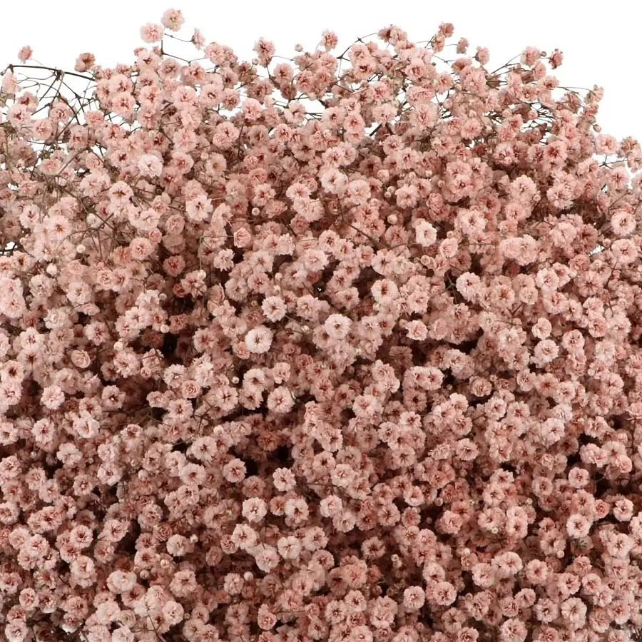 Baby's Breath Painted Brownies - 25 Stem Bunch Holex Dutch