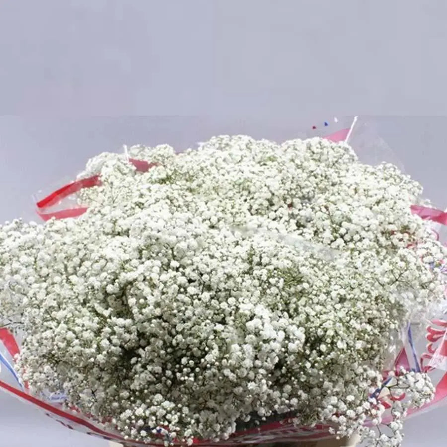 Baby's Breath Million Clouds - 25 Stem Bunch