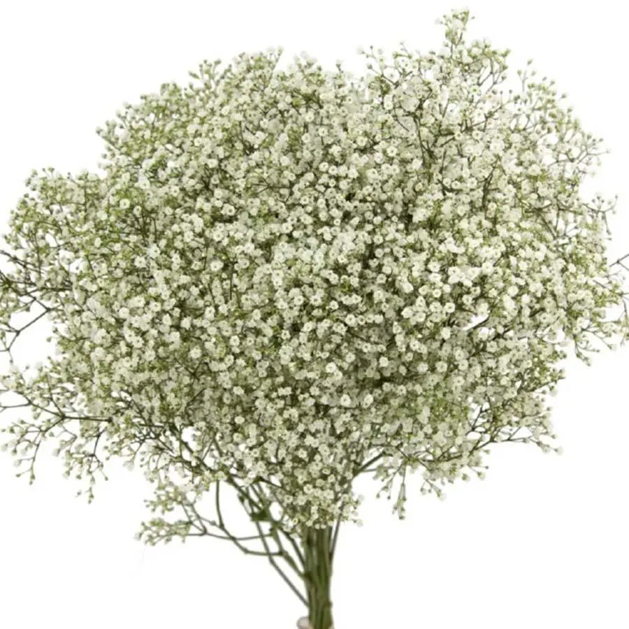 Baby's Breath Million Star - 25 Stem Bunch