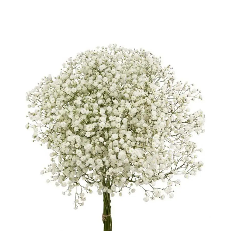 Baby's Breath PA XLence - 25 Stem Bunch