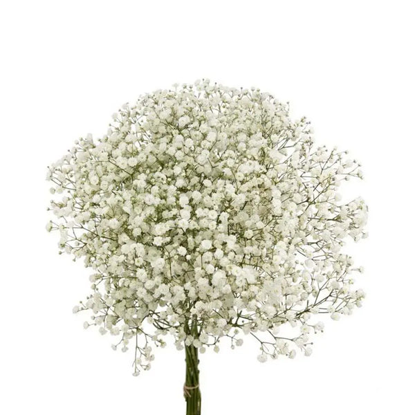 Baby_s_Breath_Pa_Xlence_558e1d