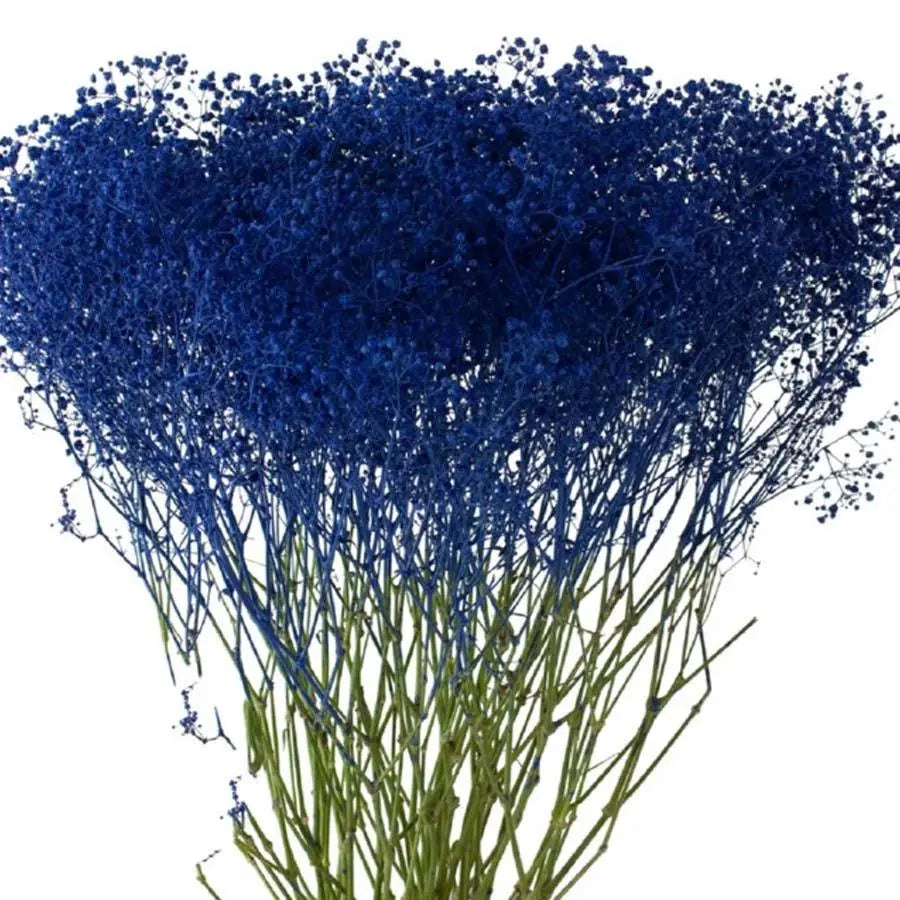 Baby's Breath Painted - PetalDriven