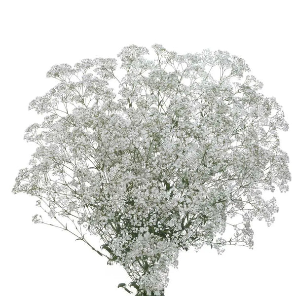 baby's breath♡プロフ要確！ Baby_s_Breath_Zinzi_Discovery_