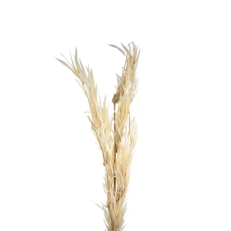 Dried Bamboo Bleached - 30 Stems