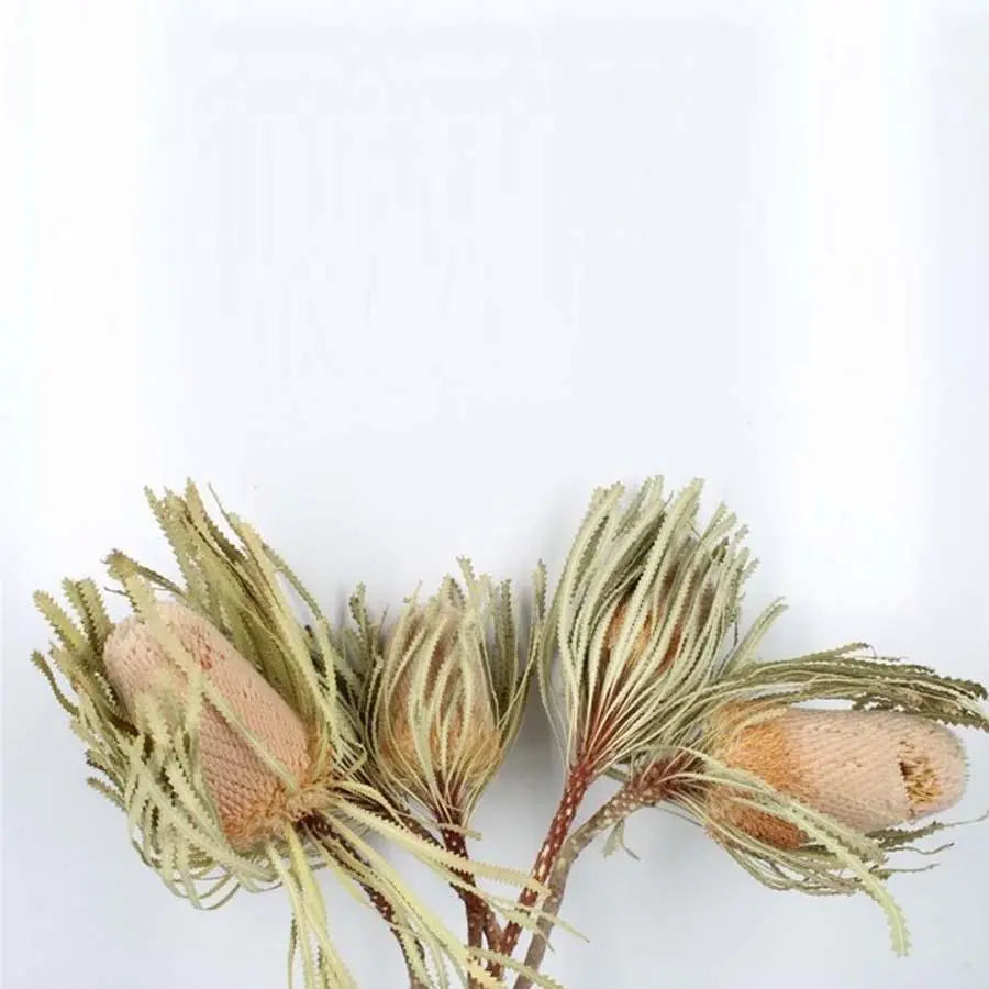 Banksia Hookeriana (Dried) - 10 Stem Bunch