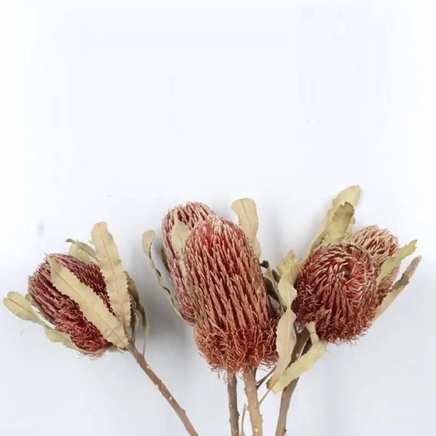 Banksia Menziesii (Dried) - 10 Stem Bunch