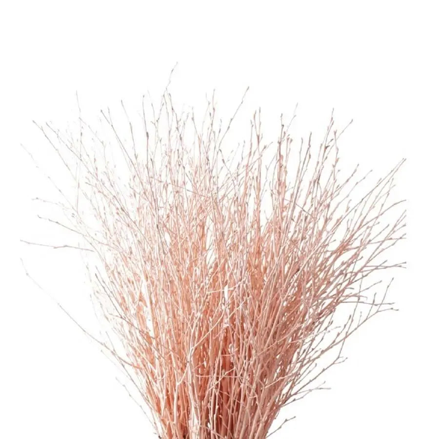 Betula Pendula Apricot - 10 Bunches