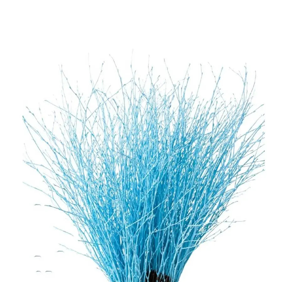 Betula Pendula Light Blue - 10 Bunches