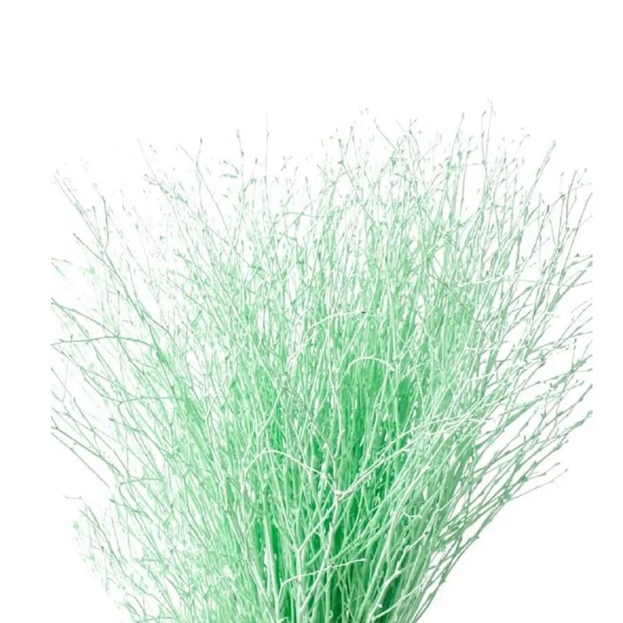Betula Pendula Mint Green - 10 Bunches