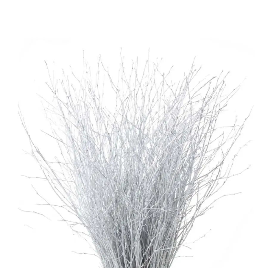 Betula Pendula Silver - 10 Bunches