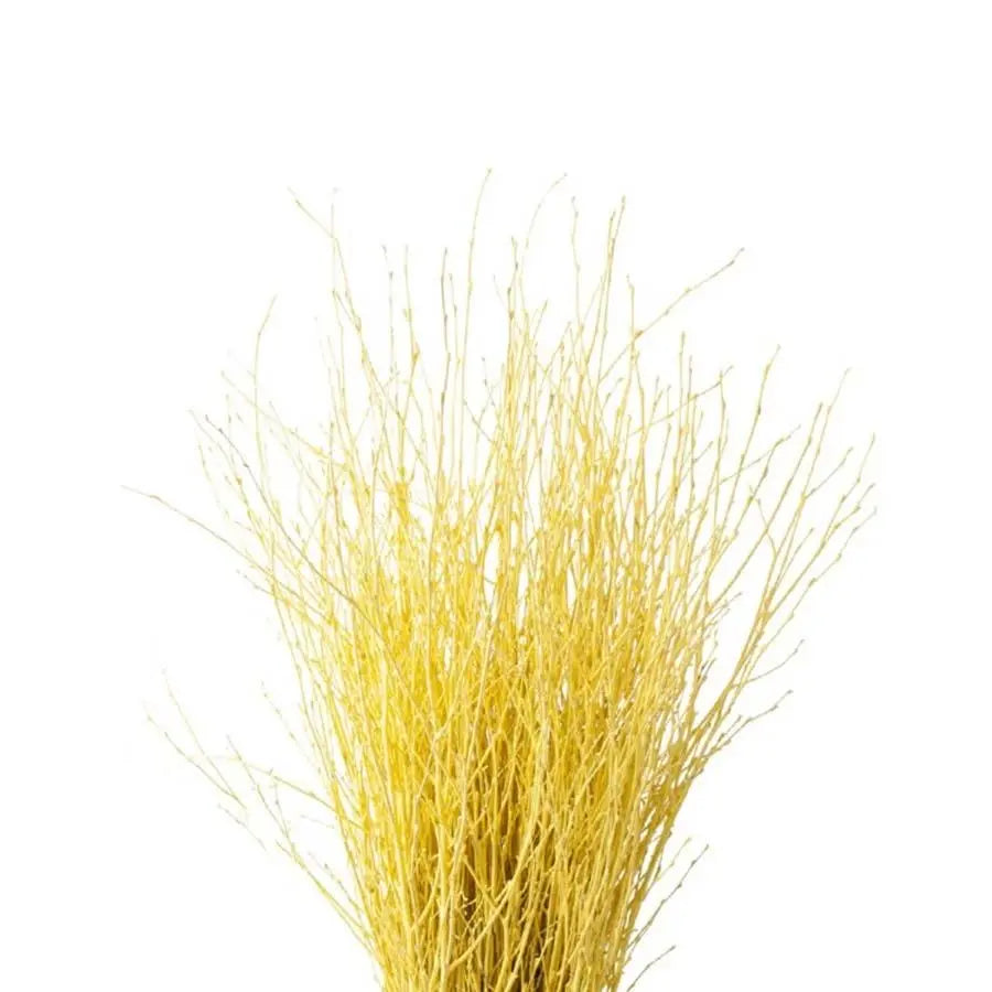 Betula Pendula Yellow - 10 Bunches