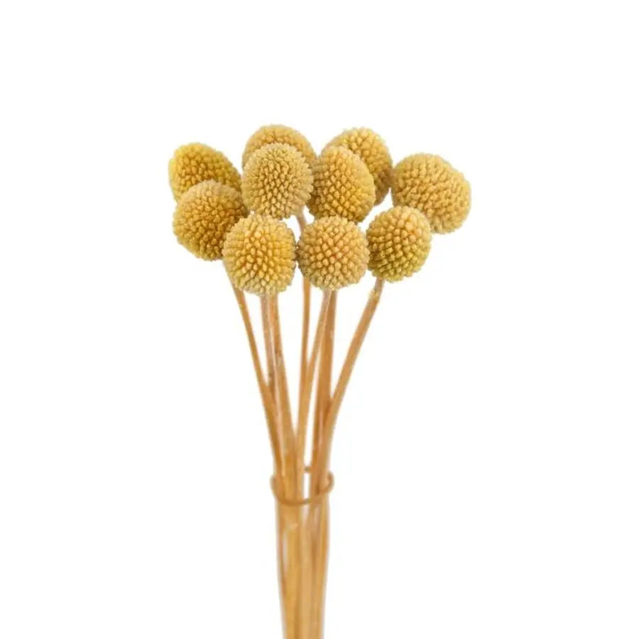 Dried Billy Balls Painted Yellow (Bleached) - 20 Bunches