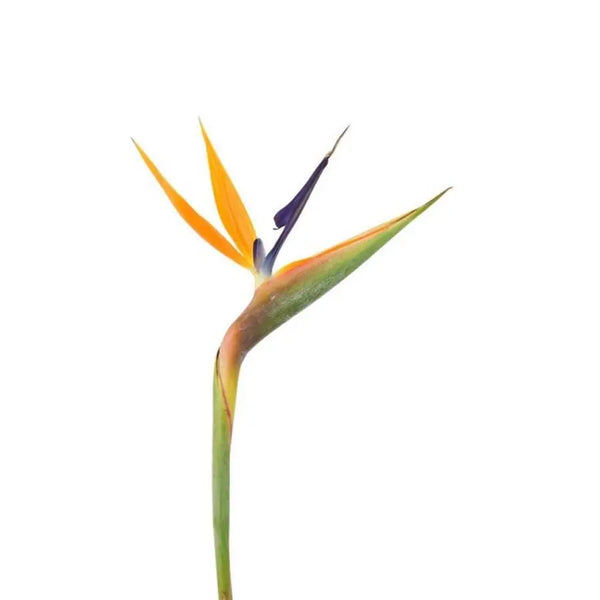 極楽鳥/Birds of Paradise 極楽鳥 -bird of paradise- (Gokurakuchou -bird of paradise