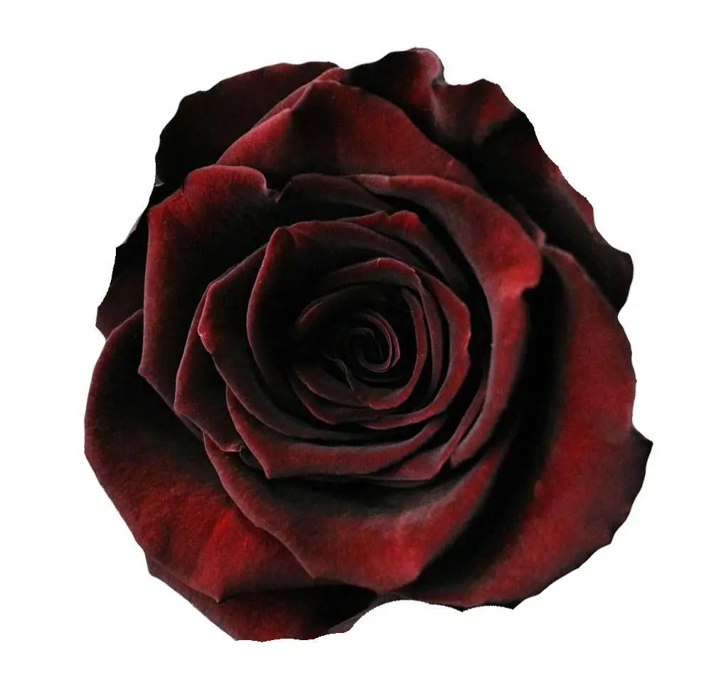 Rose Black Baccara
