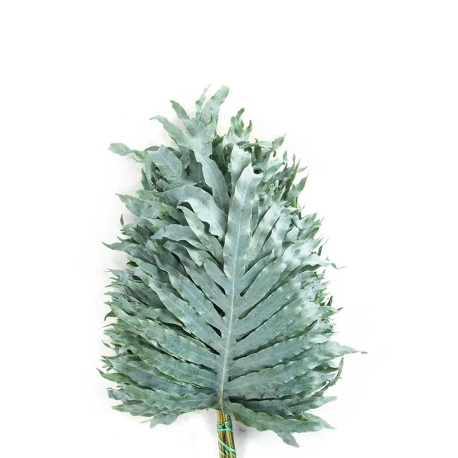 Blue Star Fern (Phlebodium) - 50 Stem Bunch 