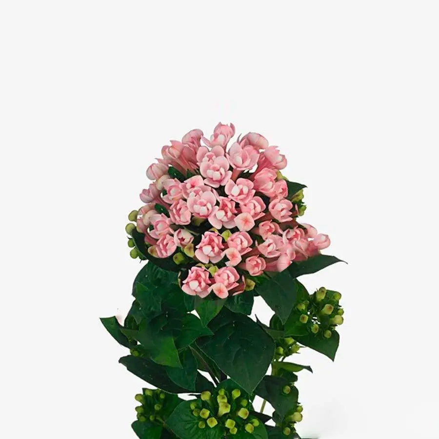 Bouvardia Diamond Princie - 10 Stem Bunch
