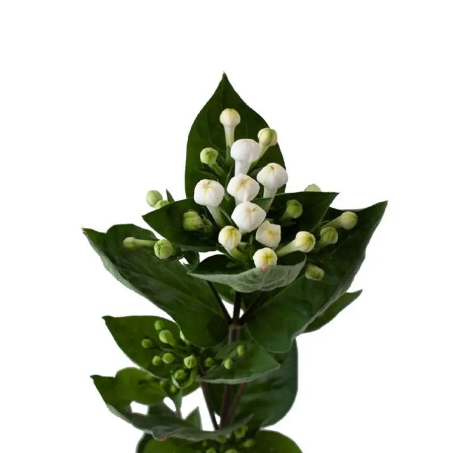 Bouvardia Diamond Sparkles - 10 Stem Bunch